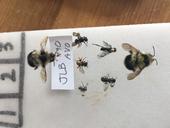 bees pinned 2